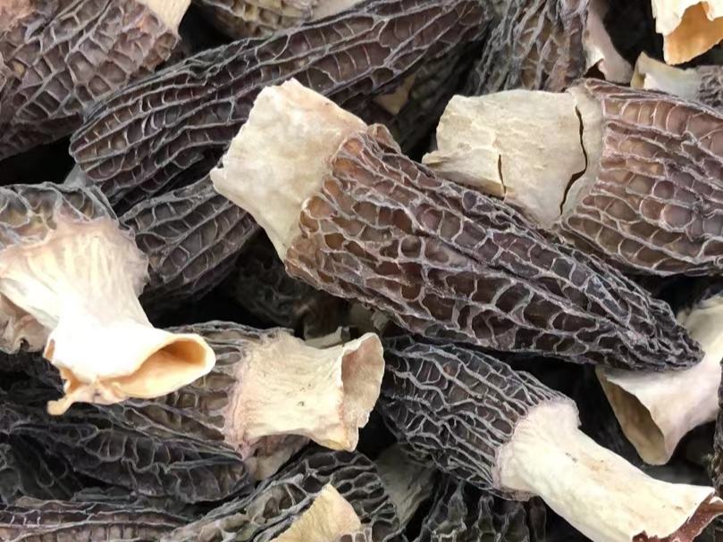 羊肚菌（Morchella esculenta）成熟子实体对比图：棕褐至灰黑色蜂窝状菌盖完整包裹菌柄顶部，网眼深邃均匀，脊棱凸起锐利；菌柄圆柱状、白至乳白色、基部略膨大；旁置一枚剖开横截面，清晰展示中空腔体与网状子实层分布