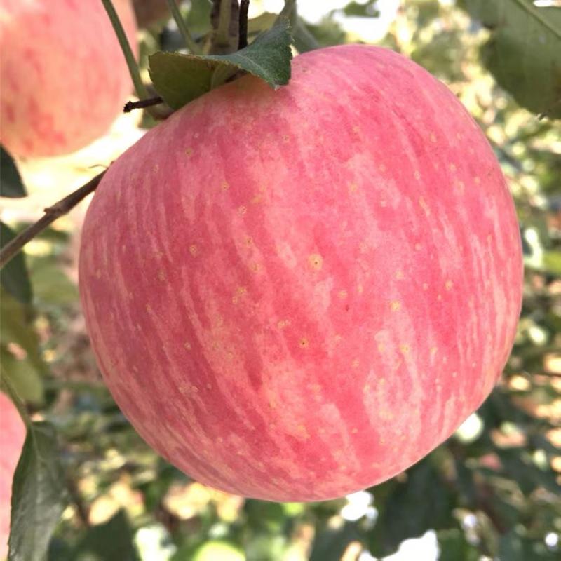 红富士苹果产地批发保质保量货源充足坏烂包赔全国批发