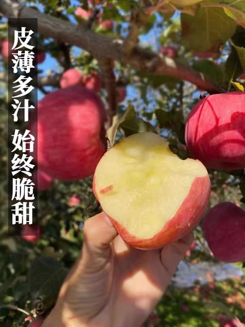 红富士苹果产地批发保质保量货源充足坏烂包赔全国批发