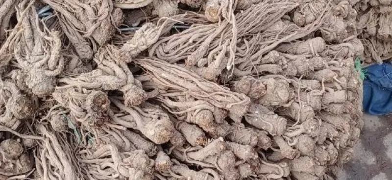 甘肃当归个子优质当归条无硫一手货源量足价格美
