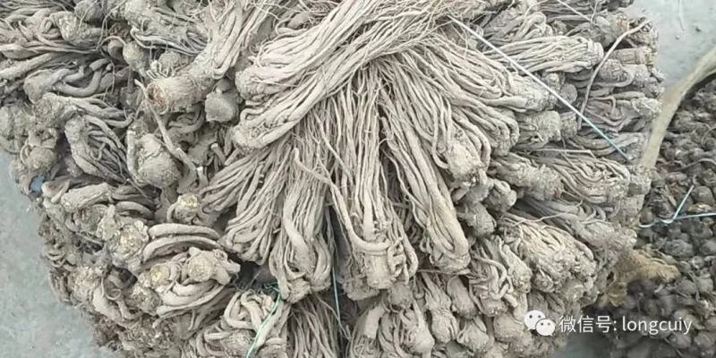甘肃当归个子优质当归条无硫一手货源量足价格美