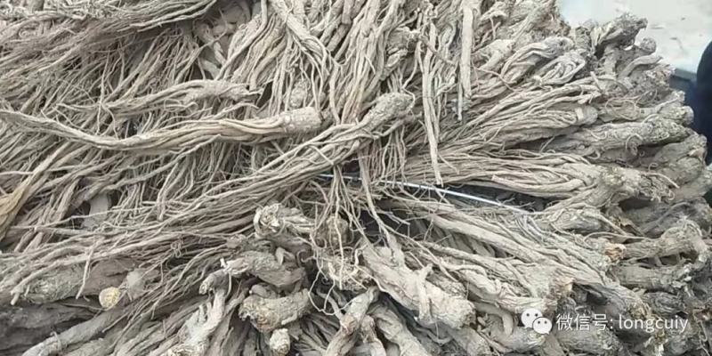 甘肃当归个子优质当归条无硫一手货源量足价格美