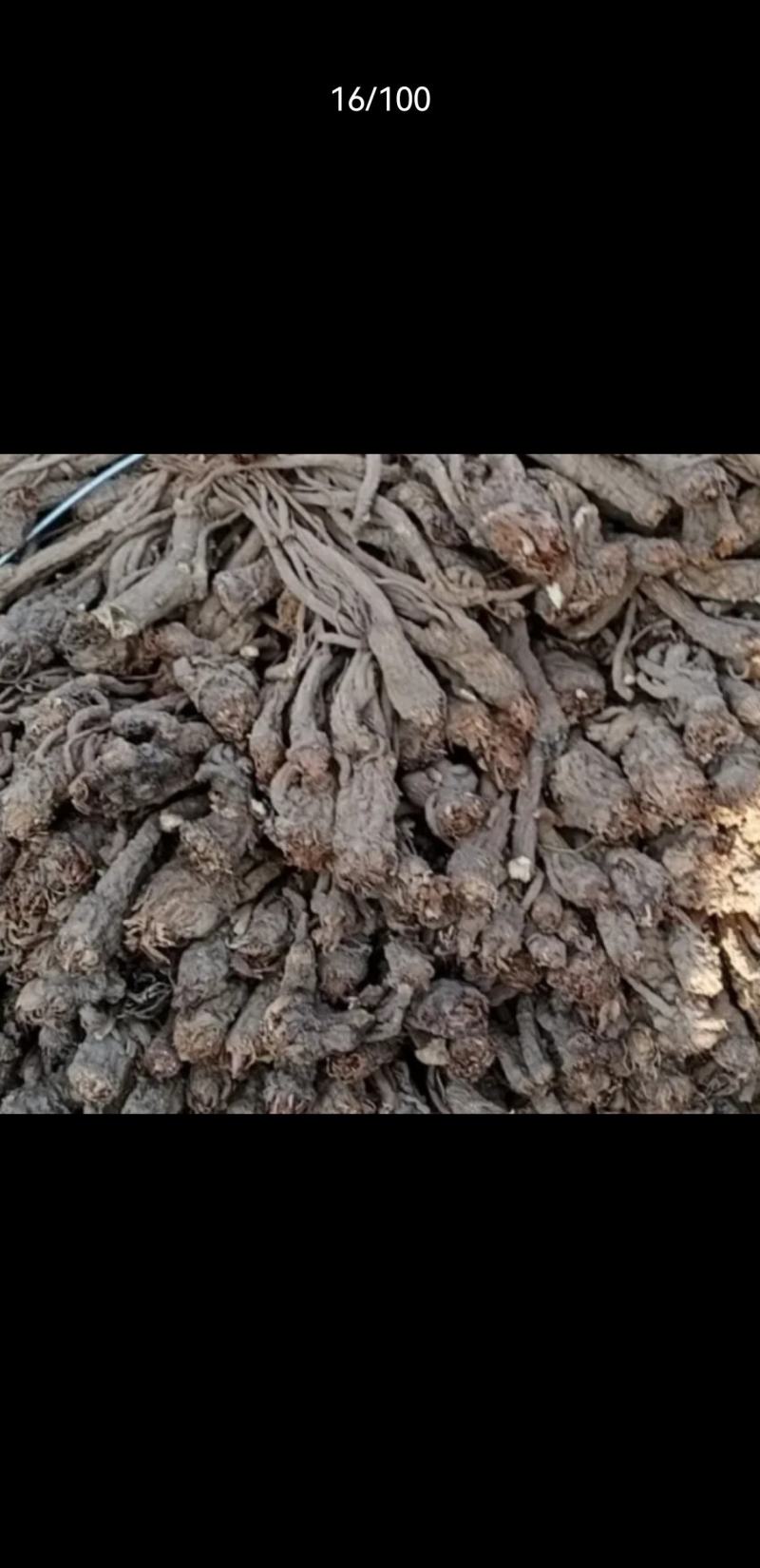 甘肃当归个子优质当归条无硫一手货源量足价格美