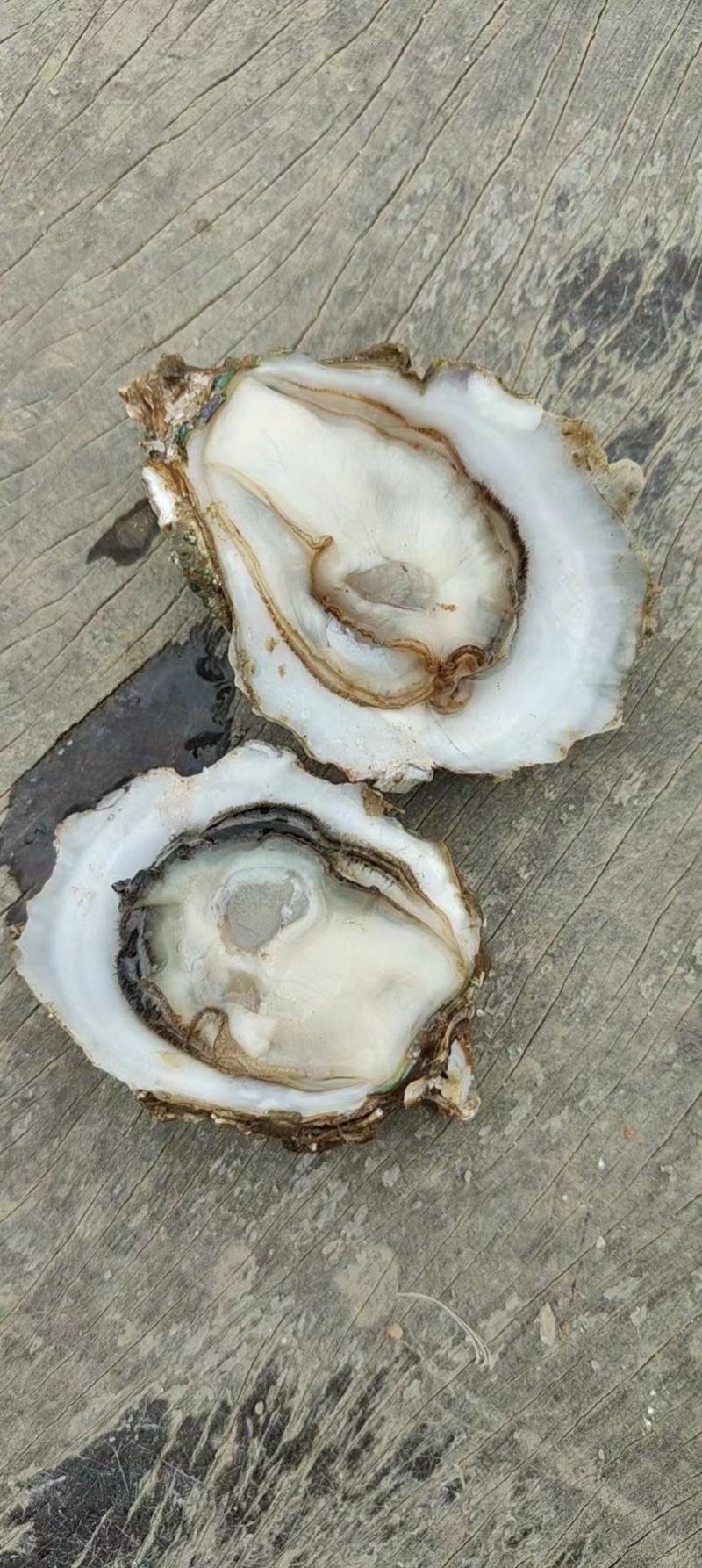 北部湾北海白蚝广西生蚝，脆肉烧烤刺身专用，常年供应！