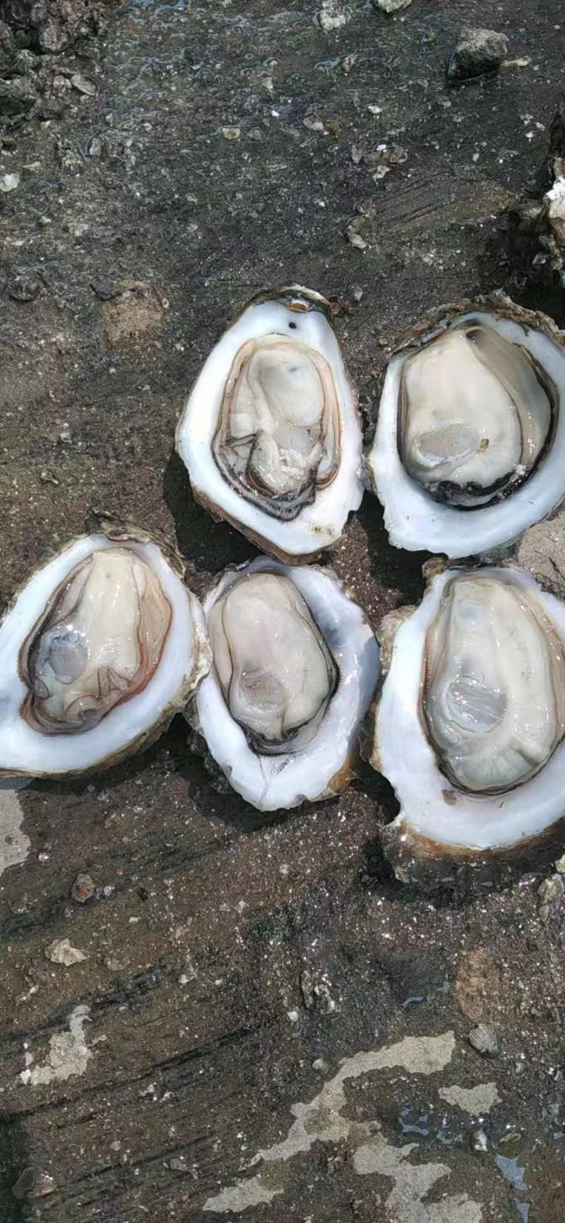北部湾北海白蚝广西生蚝，脆肉烧烤刺身专用，常年供应！