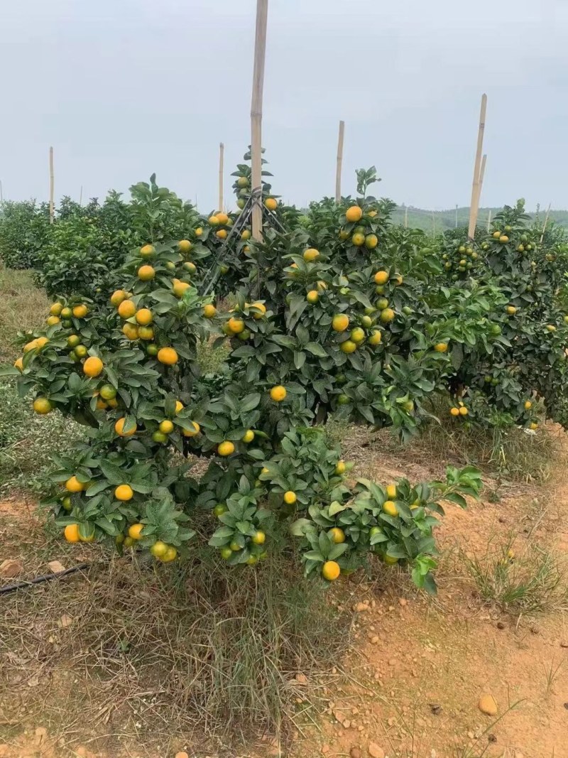 金秋砂糖橘