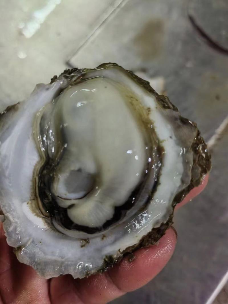 北部湾北海白蚝广西生蚝，脆肉烧烤刺身专用，常年供应！