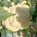 【花菜】松花菜河北有机花产地直发供应市场电商商超