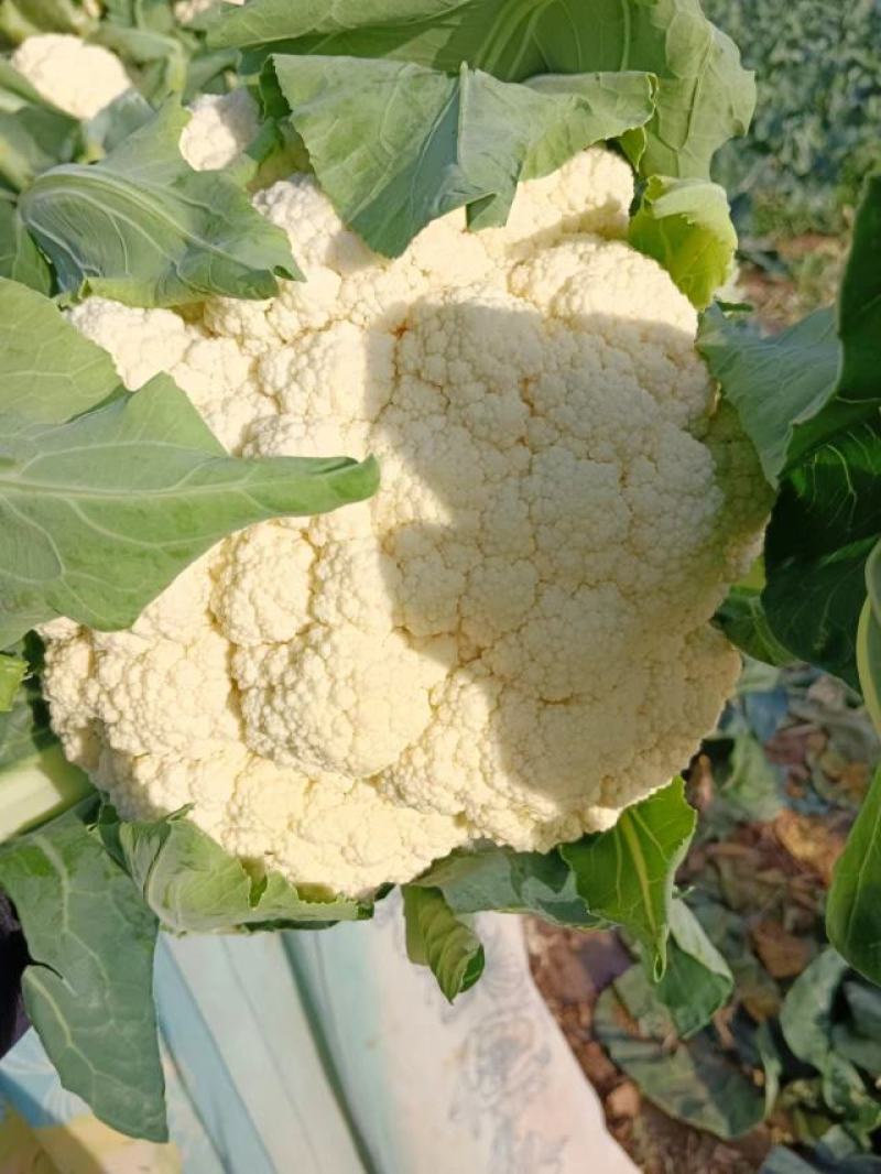 【花菜】松花菜河北有机花产地直发供应市场电商商超