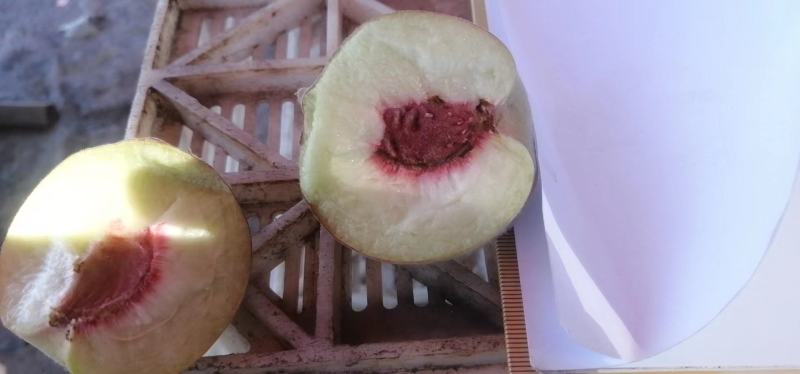 临朐嵩山蜜桃，诚信代收，合作共赢，高山蜜桃，大量上市。