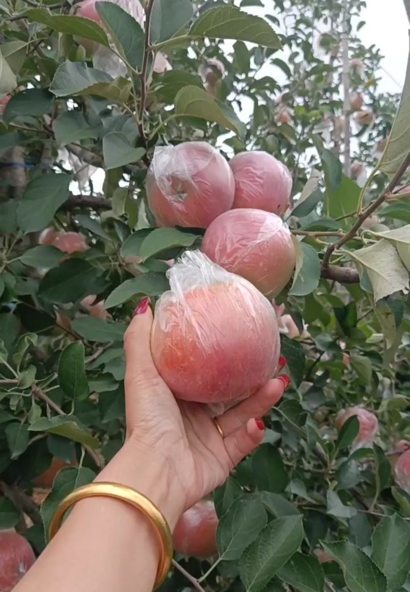 【实力代办】优选红富士苹果大量上市，价格不高，色泽鲜丽