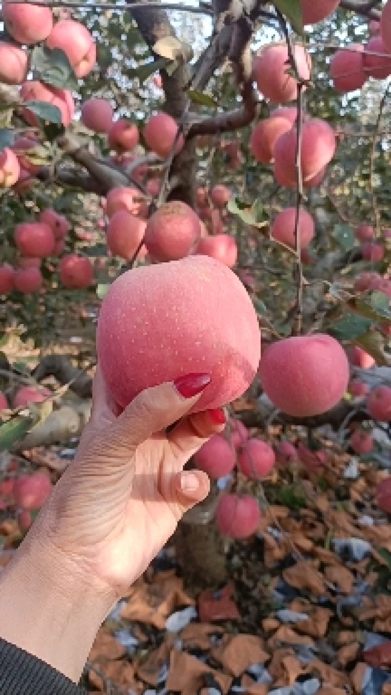 山东膜袋富士苹果口感脆甜色泽鲜艳大量现货随到随装
