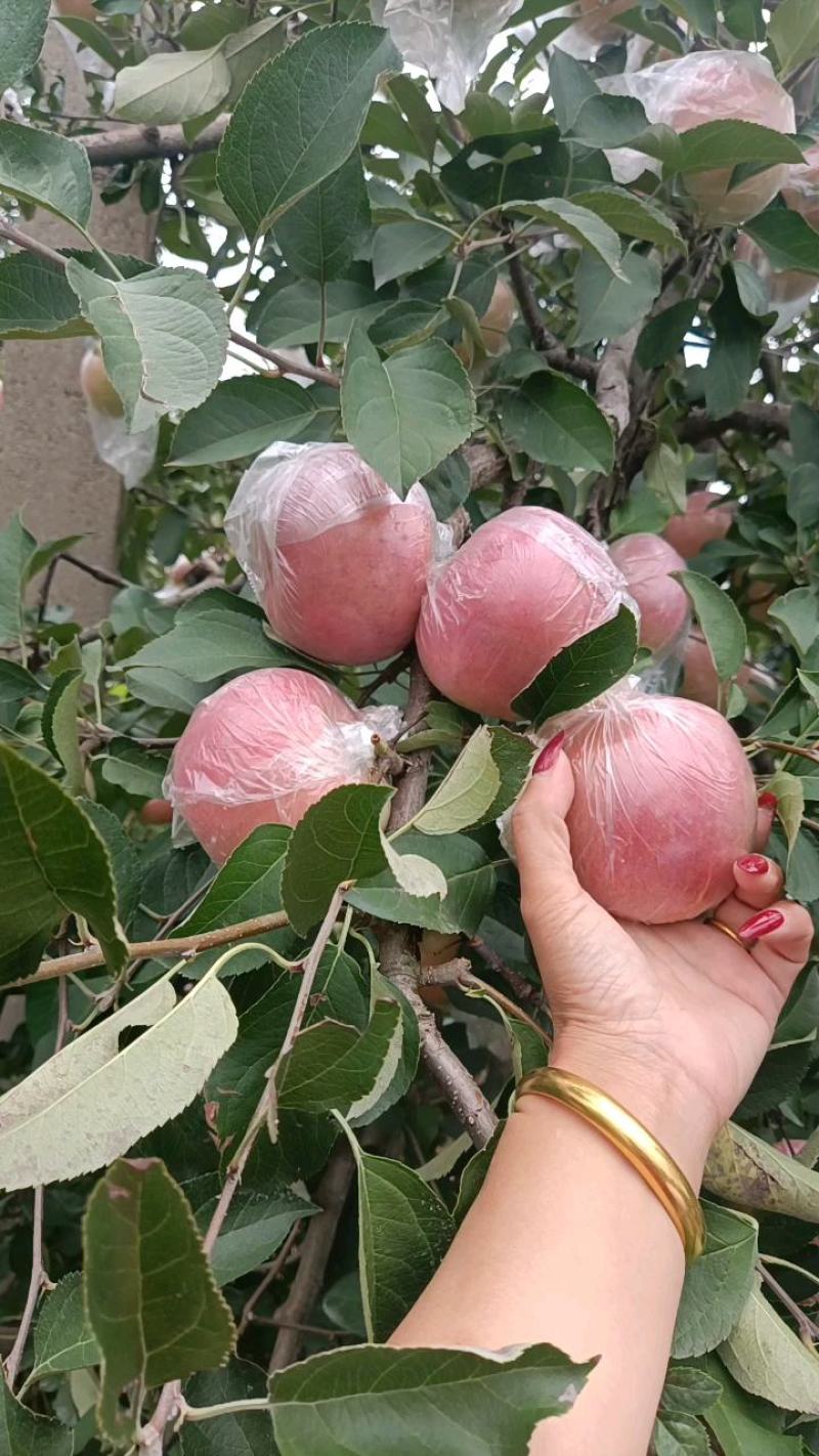 山东膜袋富士苹果口感脆甜色泽鲜艳大量现货随到随装
