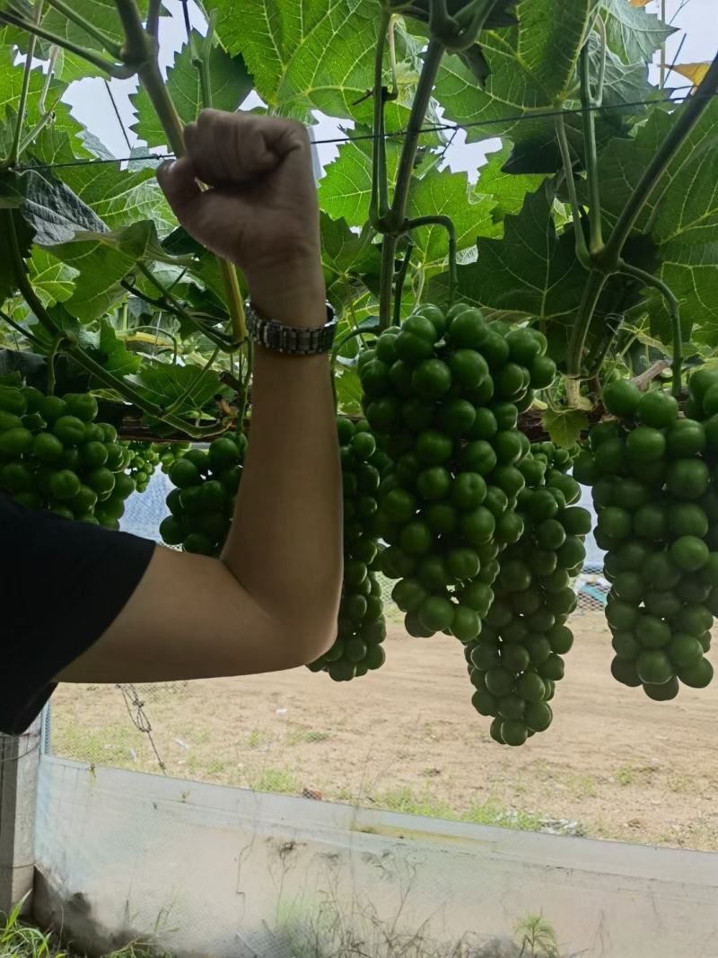 山东莱西阳光玫瑰葡萄大量上市中，对接各渠道销售！