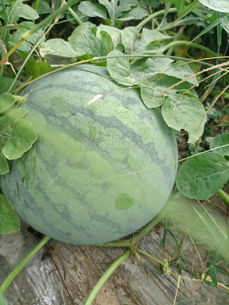 正在上市中广西来宾无子西瓜，个头大，货源充足，价格实惠！