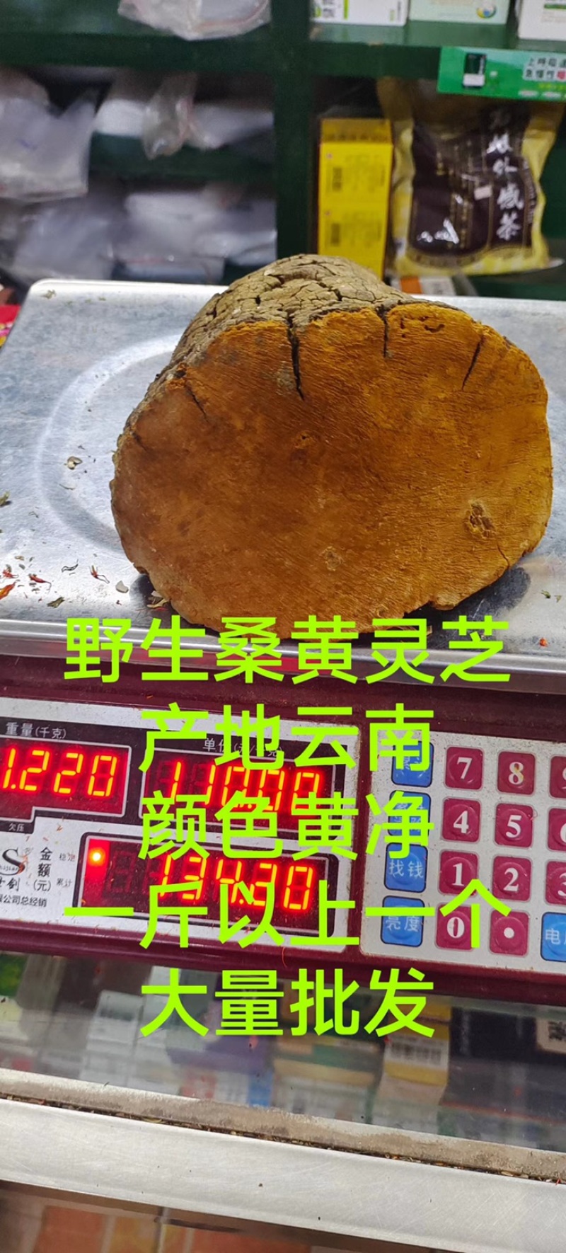竹灵芝9月新货纯野生老挝进口朵朵整株一手货源