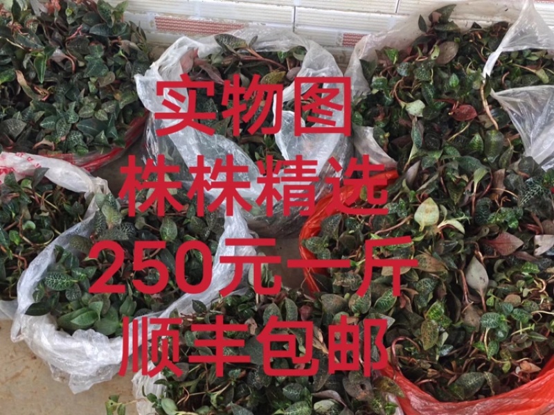 金线莲台湾大叶红霞今年新货无碎超靓促销包邮
