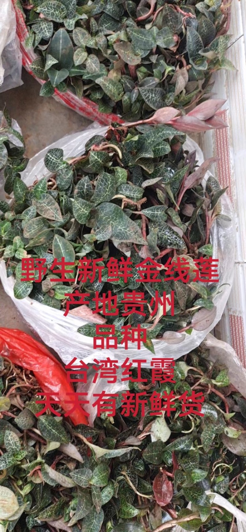 金线莲台湾大叶红霞今年新货无碎超靓促销包邮
