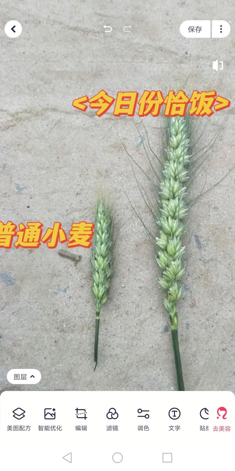 超大穂小麦种子，穗粒数120以上，抗冻能力超强，抗旱抗赤