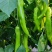 产地代采代发尖椒、保质保量、产地供应各种瓜果蔬菜、诚信