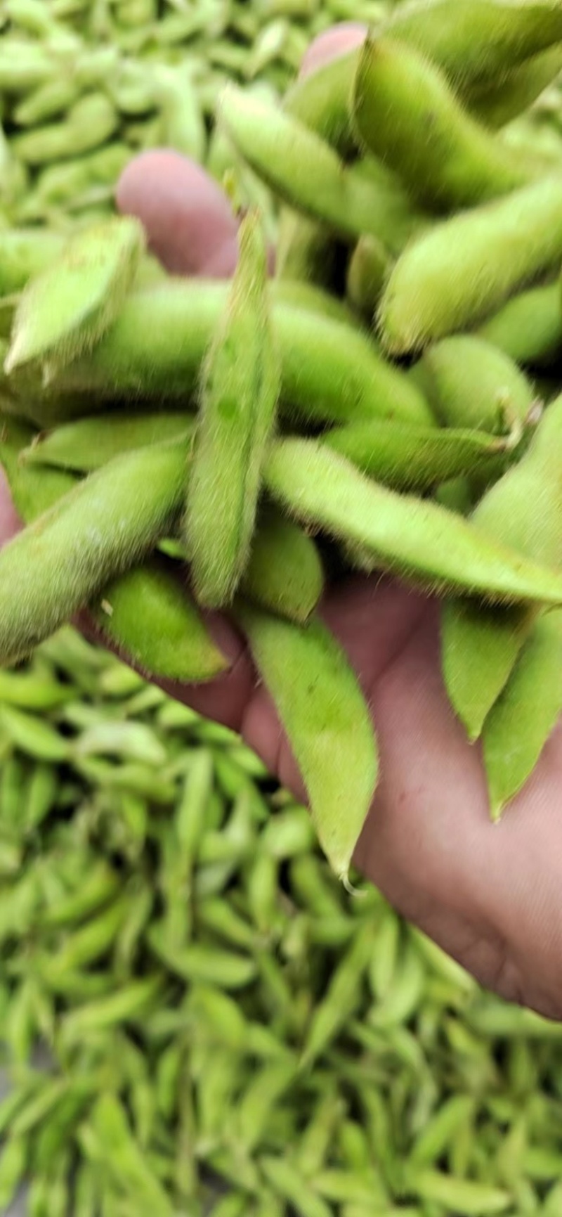 本地毛豆翠绿宝毛豆大量上市产地直发一手货源，可视屏看货