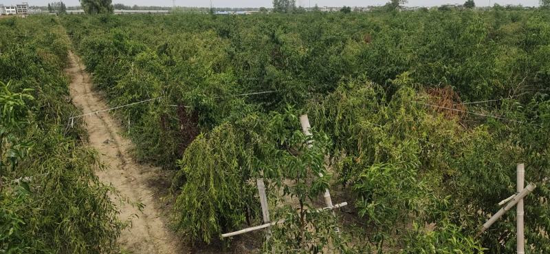 阜阳颍州西湖冬枣鲜枣现摘冬枣自己果园一手发货