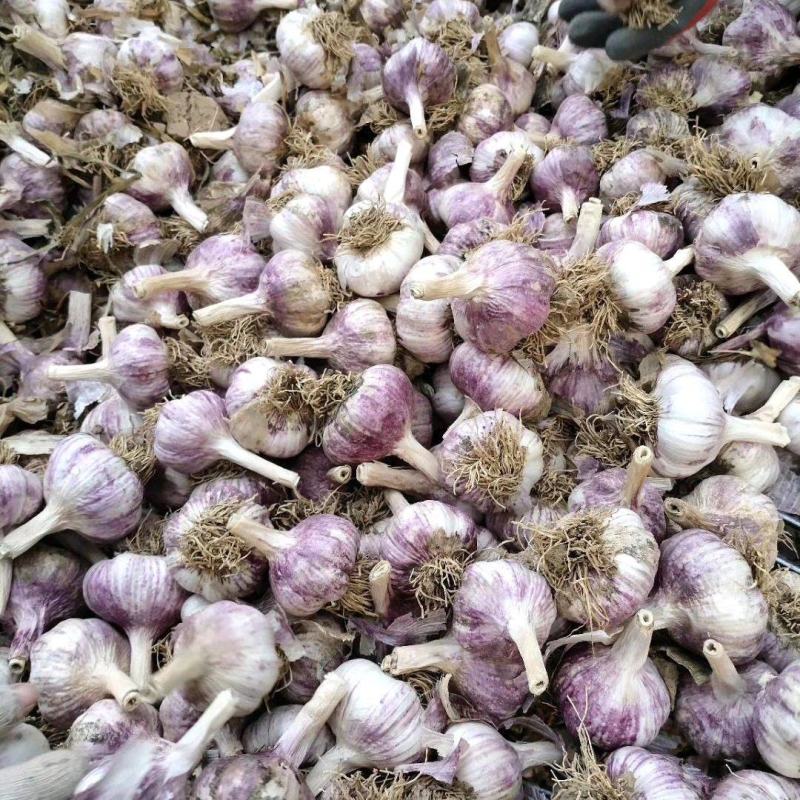 大名县优质蒜种蒜黄料