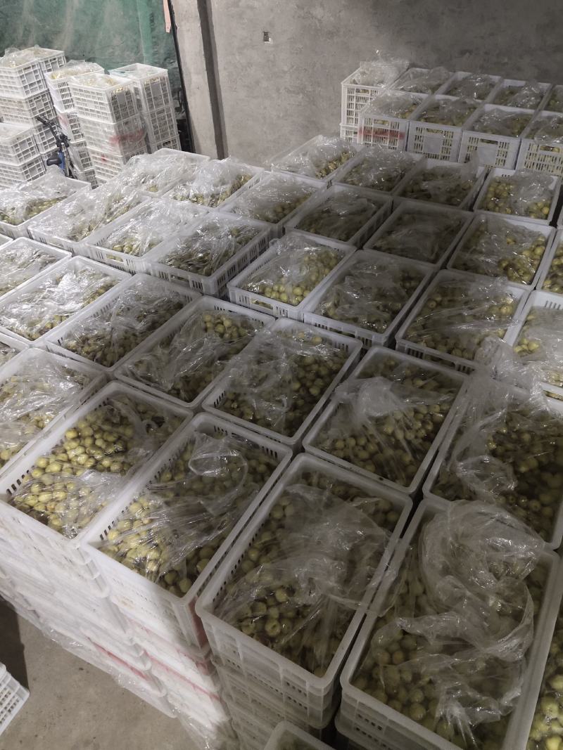 阜阳颍州西湖冬枣鲜枣现摘冬枣自己果园一手发货
