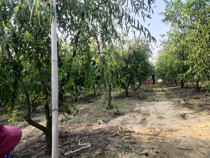 阜阳颍州西湖冬枣鲜枣现摘冬枣自己果园一手发货
