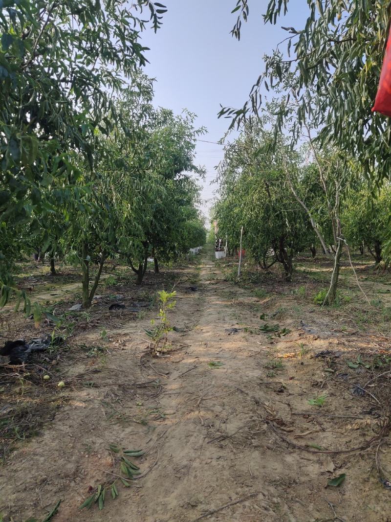 阜阳颍州西湖冬枣鲜枣现摘冬枣自己果园一手发货