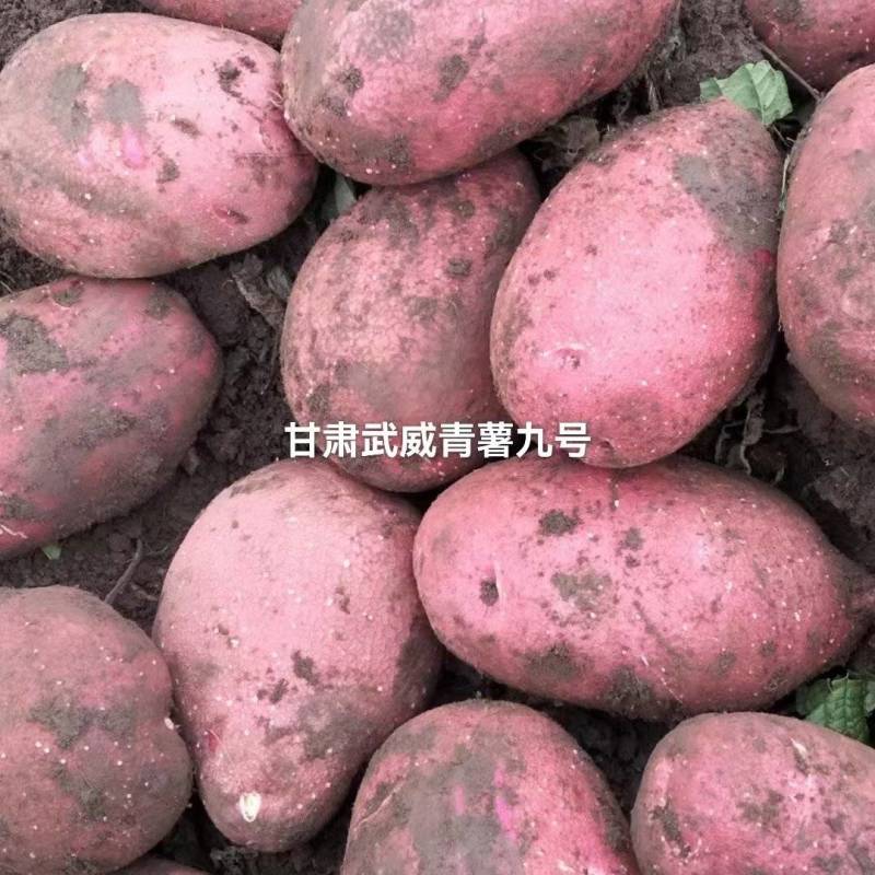 青薯九号
