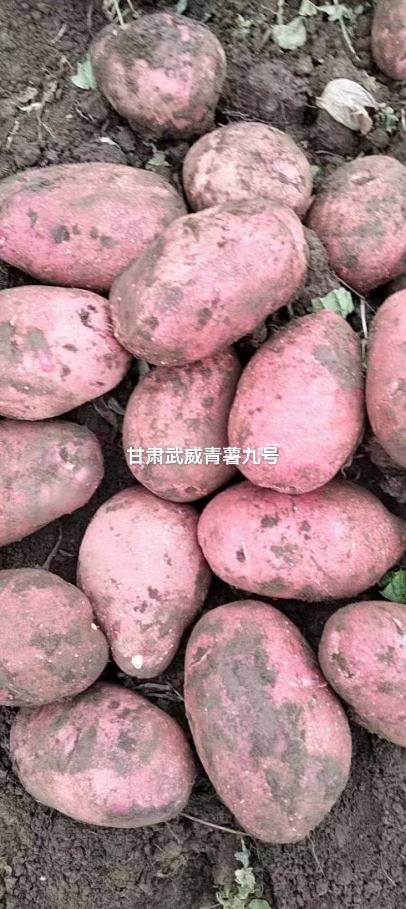 青薯九号