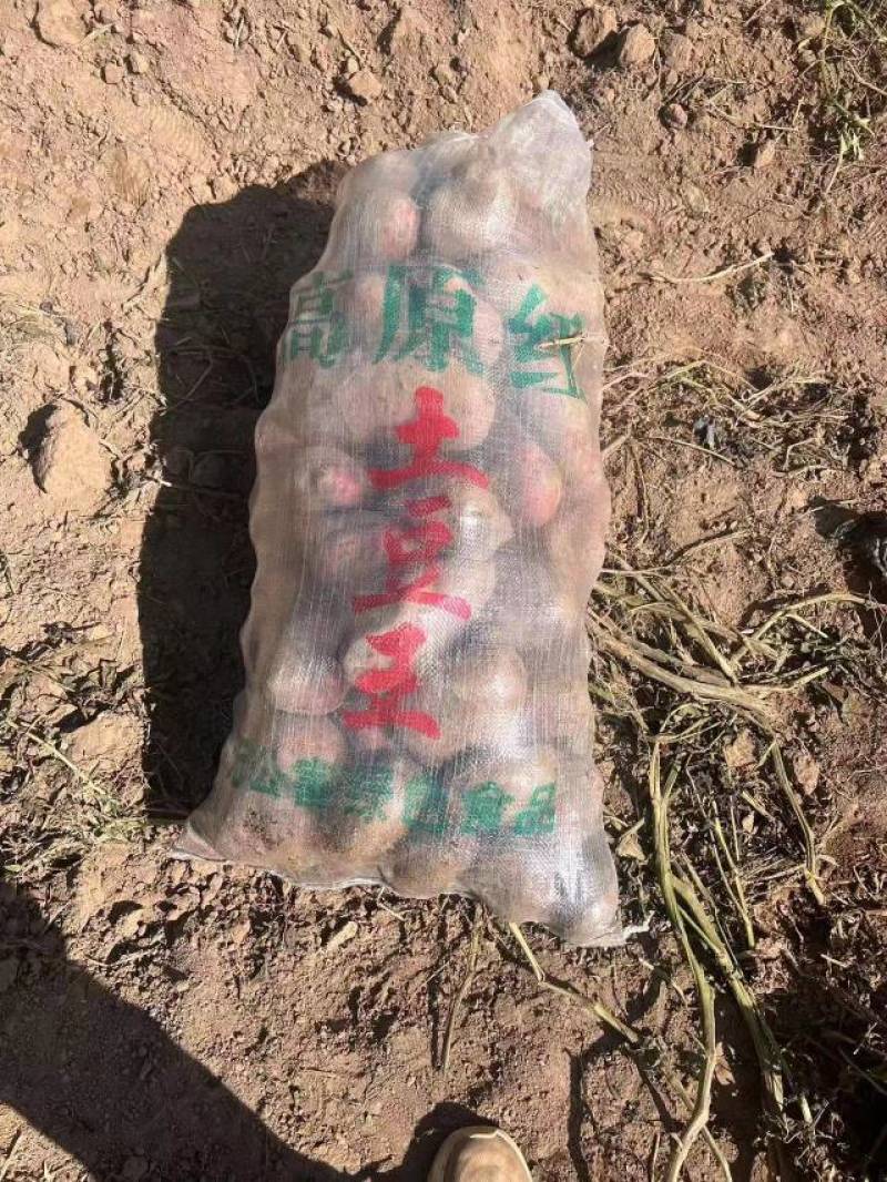 青薯九号
