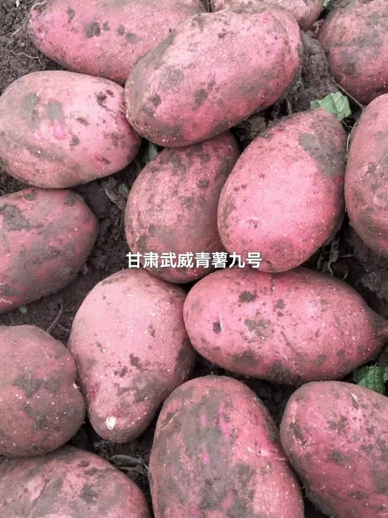 青薯九号