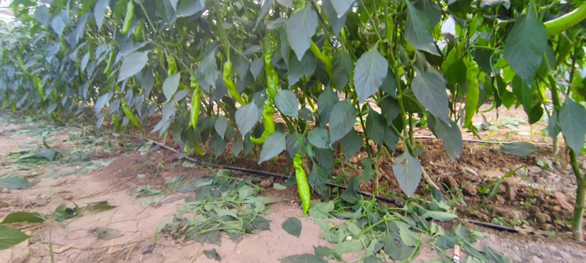 展示茄子与青椒在田间的种植间距与布局示意图 茄子与青椒种植对比图