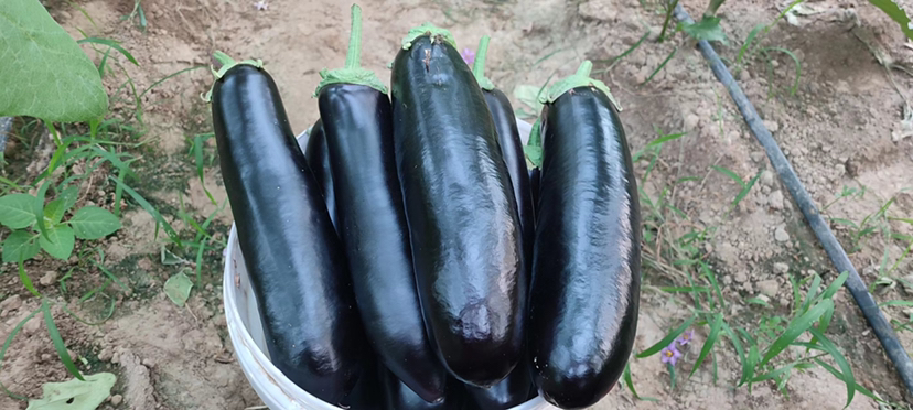 茄子常温下保存状态