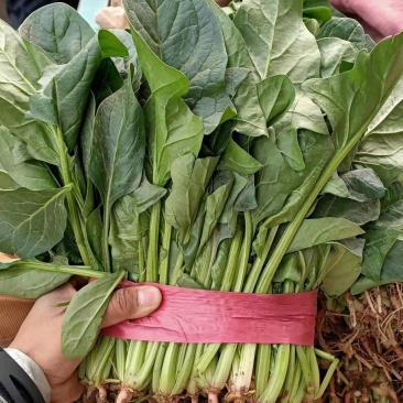 精品菠菜，大量有货，需要的老板欢迎电联