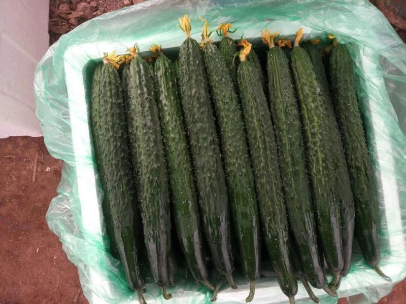 5万亩元谋精品密刺黄瓜开始接受定棚，精品货可发全国，