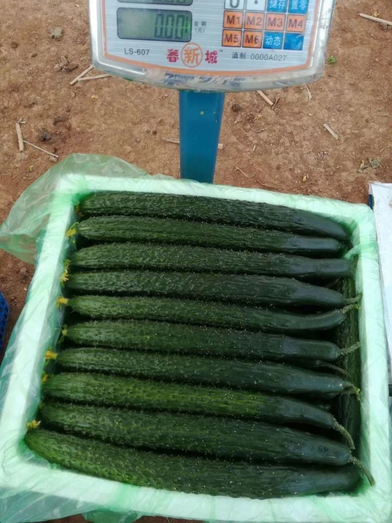 5万亩元谋精品密刺黄瓜开始接受定棚，精品货可发全国，