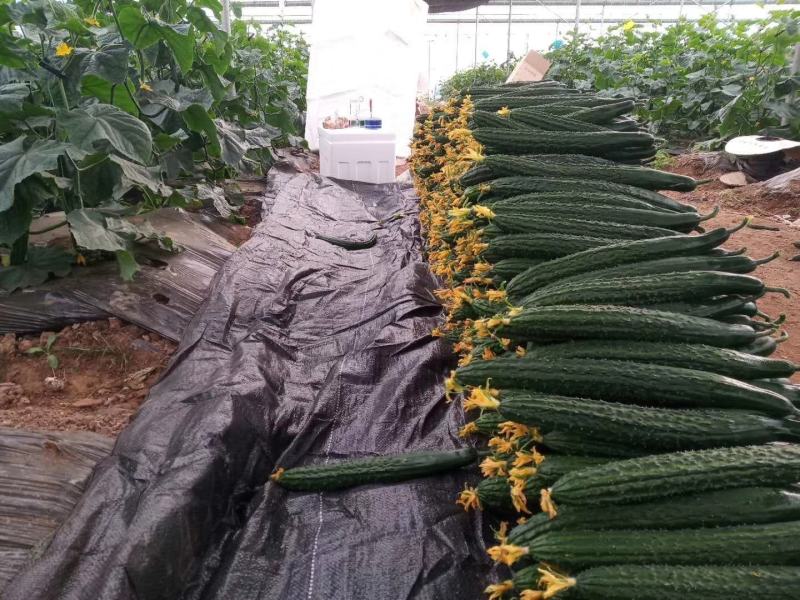 5万亩元谋精品密刺黄瓜开始接受定棚，精品货可发全国，