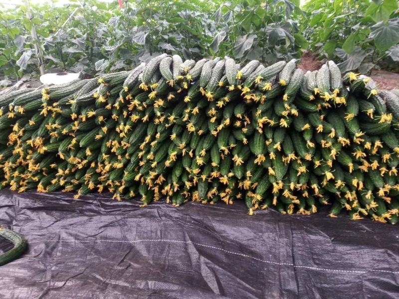 5万亩元谋精品密刺黄瓜开始接受定棚，精品货可发全国，