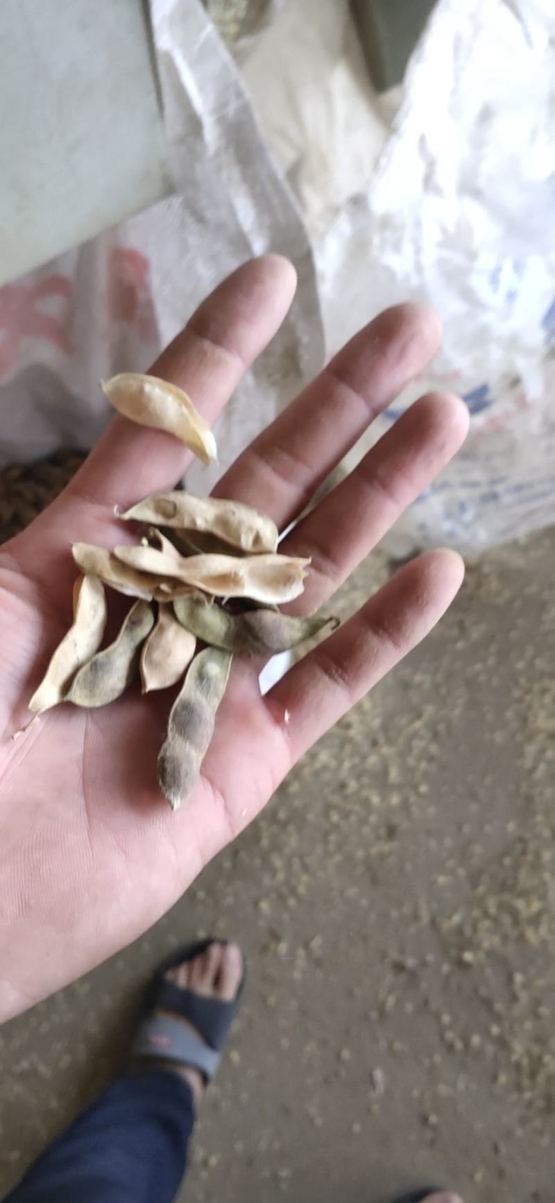 黄豆壳，黄豆夹，喂牛喂羊首先饲料
