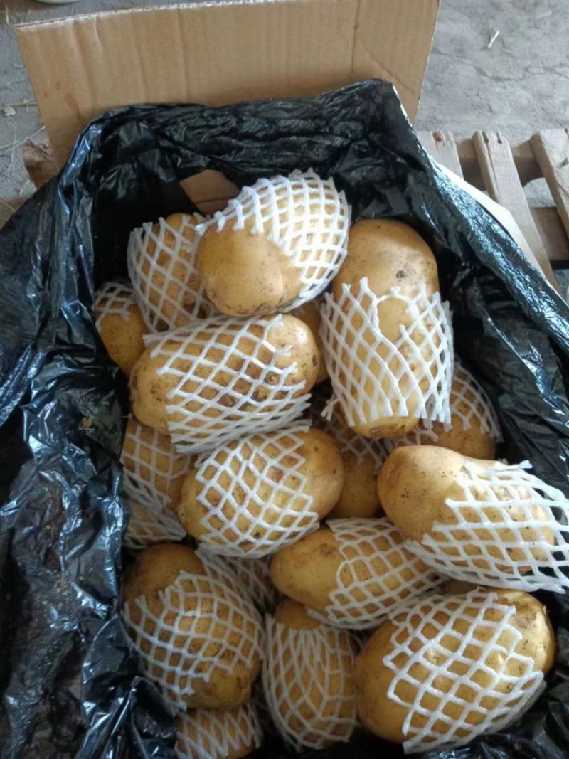 冷库土豆大量现货供应，货源充足，全国发货