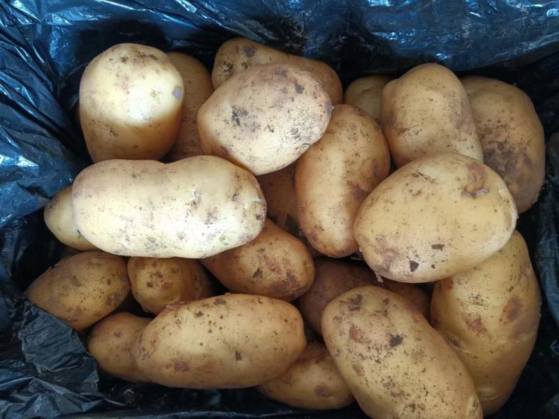 冷库土豆大量现货供应，货源充足，全国发货