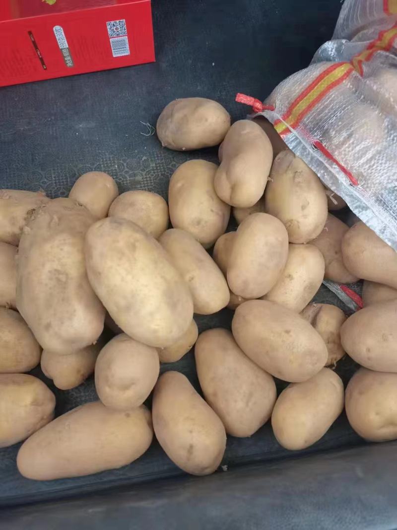 冷库土豆大量现货供应，货源充足，全国发货