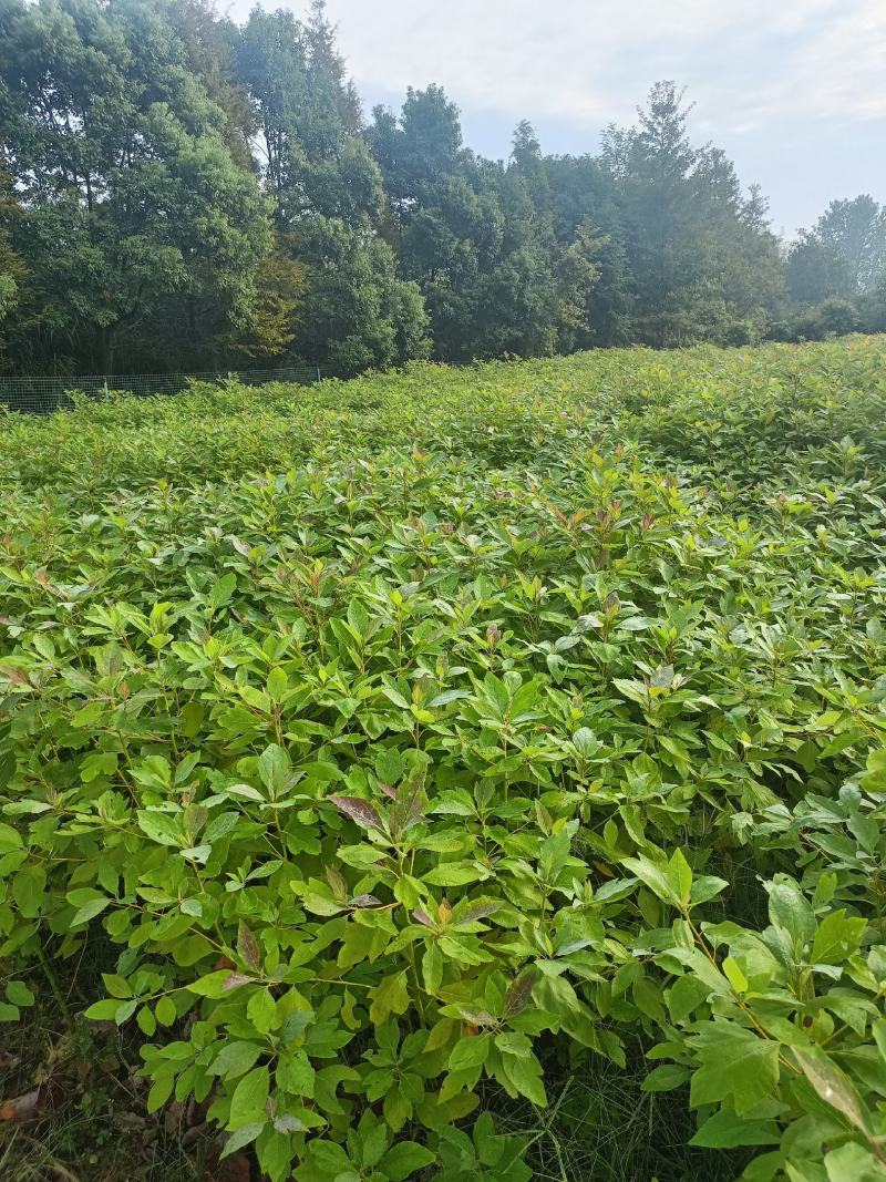 木荷杯苗原土发货，基地直供，现挖现发，成活率高