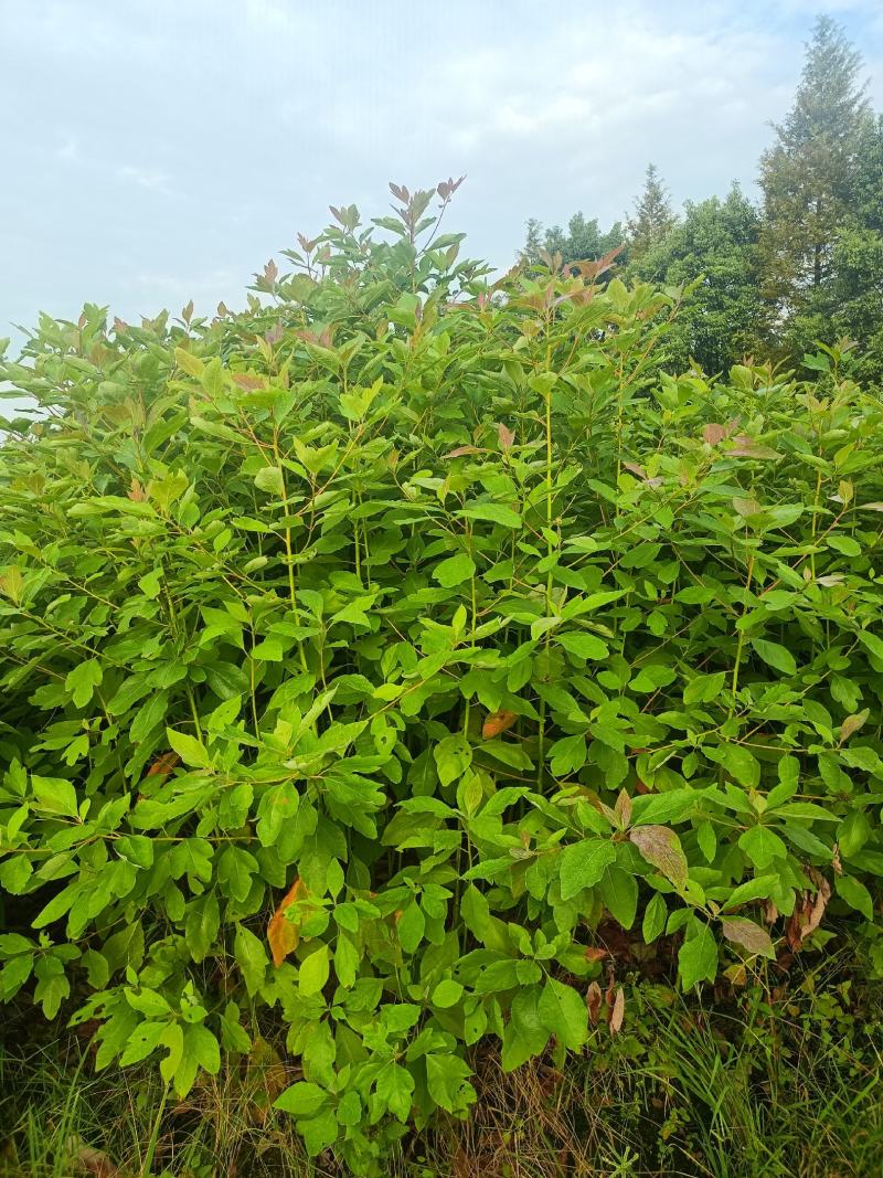 木荷杯苗原土发货，基地直供，现挖现发，成活率高