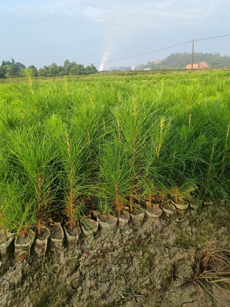 木荷杯苗原土发货，基地直供，现挖现发，成活率高