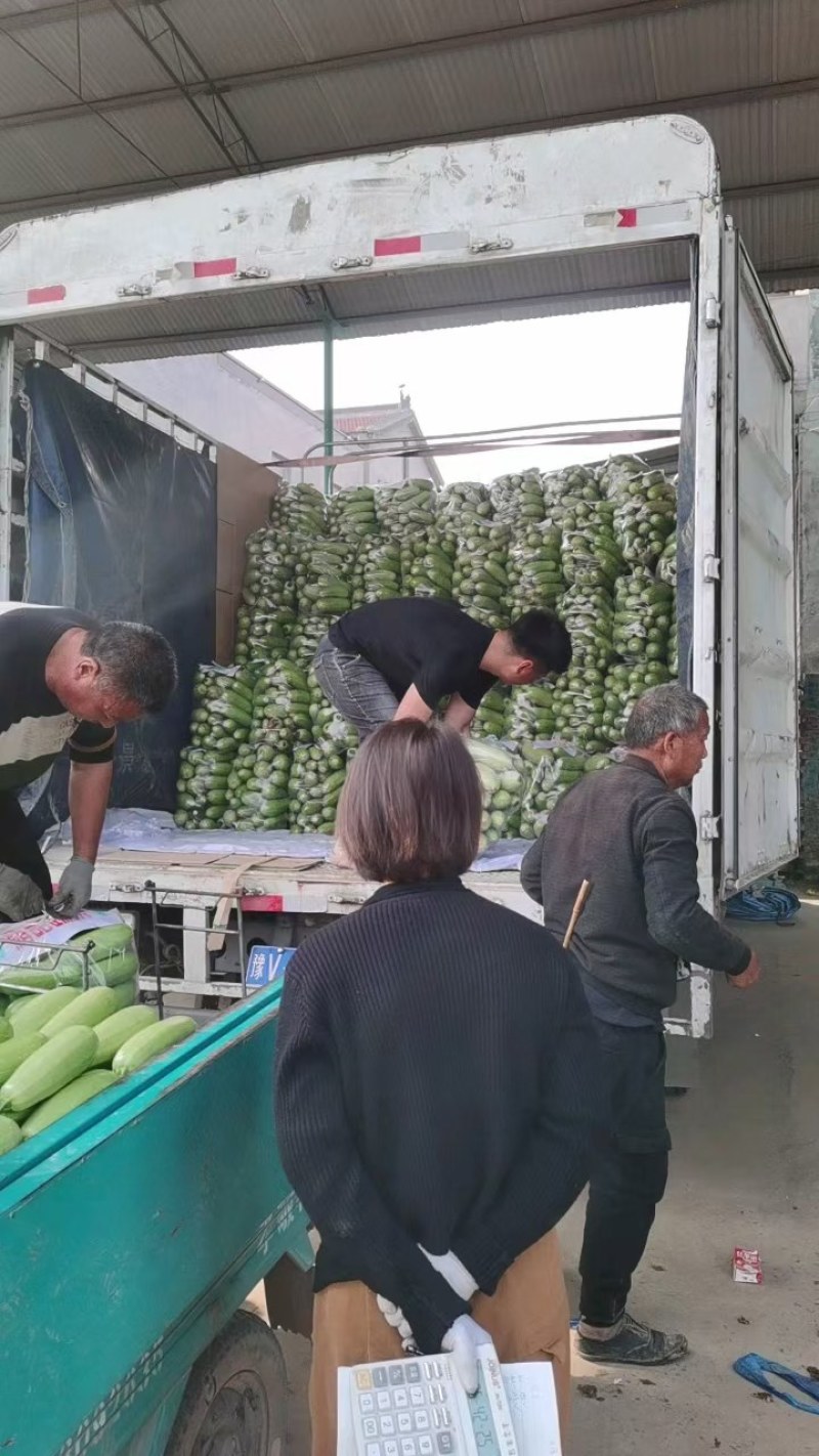 云南上新西葫芦，精品电商货各种规格，品质保证，一条龙服务