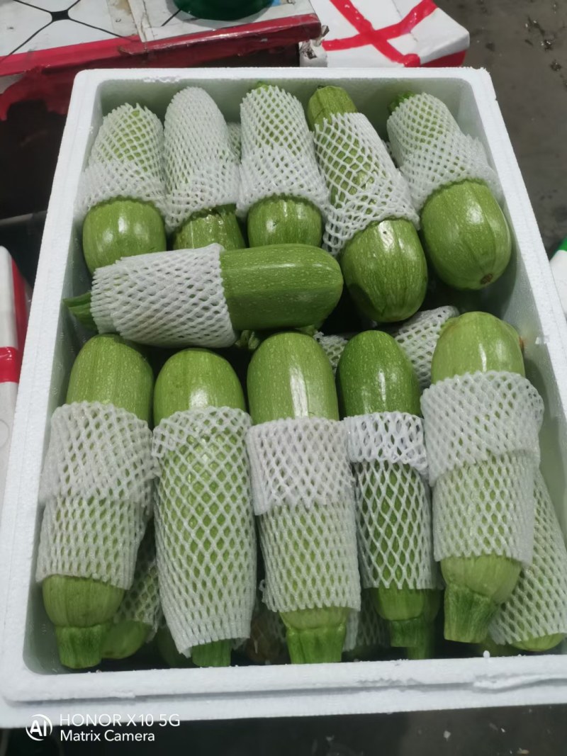 云南上新西葫芦，精品电商货各种规格，品质保证，一条龙服务